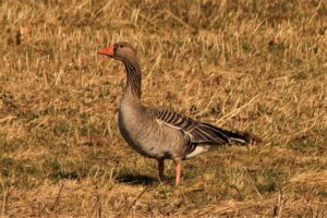 Grågæssene ses og høres overalt
