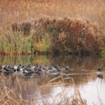 Blisshøns samler sig på nyis