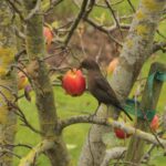 Solsort i et Elstar-æble