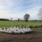 Hvide gæs på Ærø