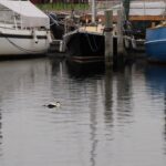 Edderfugl-Marstal Havn