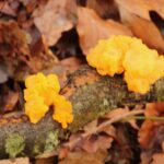 Gul bævresvamp i skoven