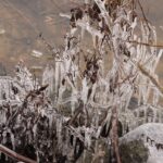 iskrystaller på plante ved sundsøen