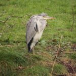 Fiskehejren skutter sig