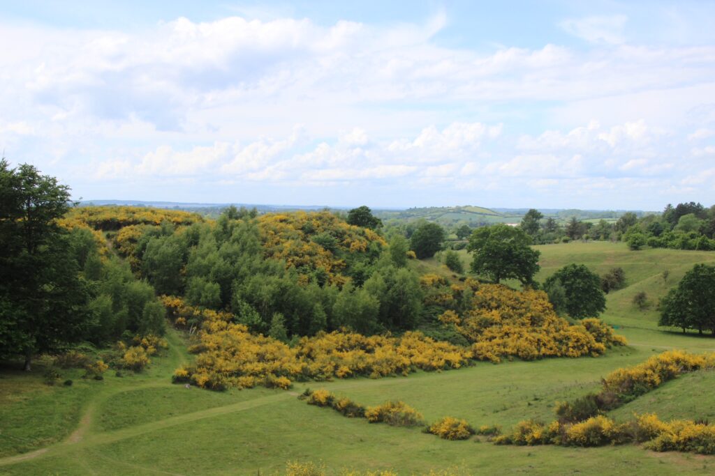 gul gyvel i bakkerne