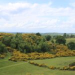 gul gyvel i bakkerne