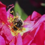 humlebi i rhododendron