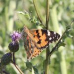 tidselsommerfugl