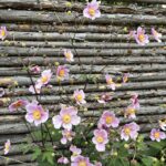 Blomster