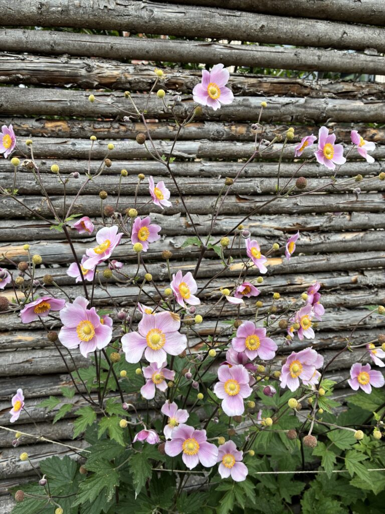 Blomster